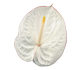 گل آنتوریوم کارناوال